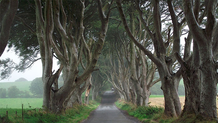 The-Dark Hedges