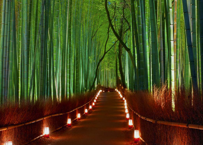 Arashiyama Bamboo Forest